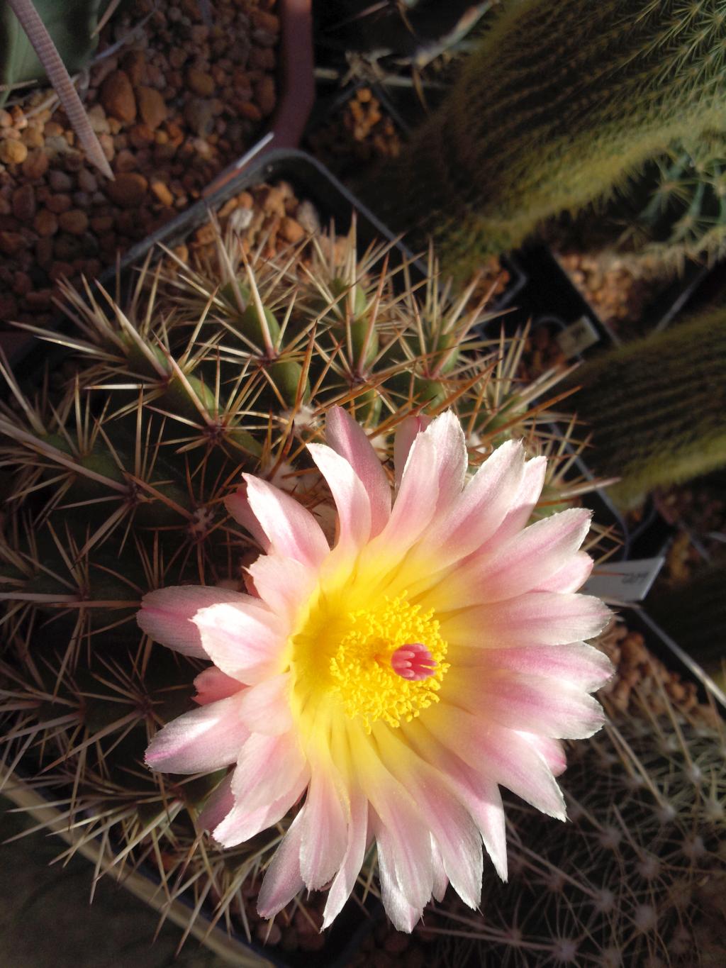 Notocactus roseoluteus